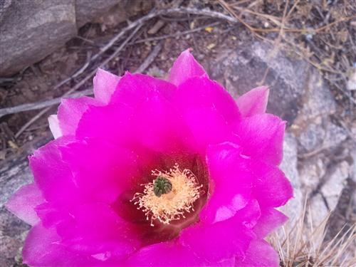 desert hike flower 
